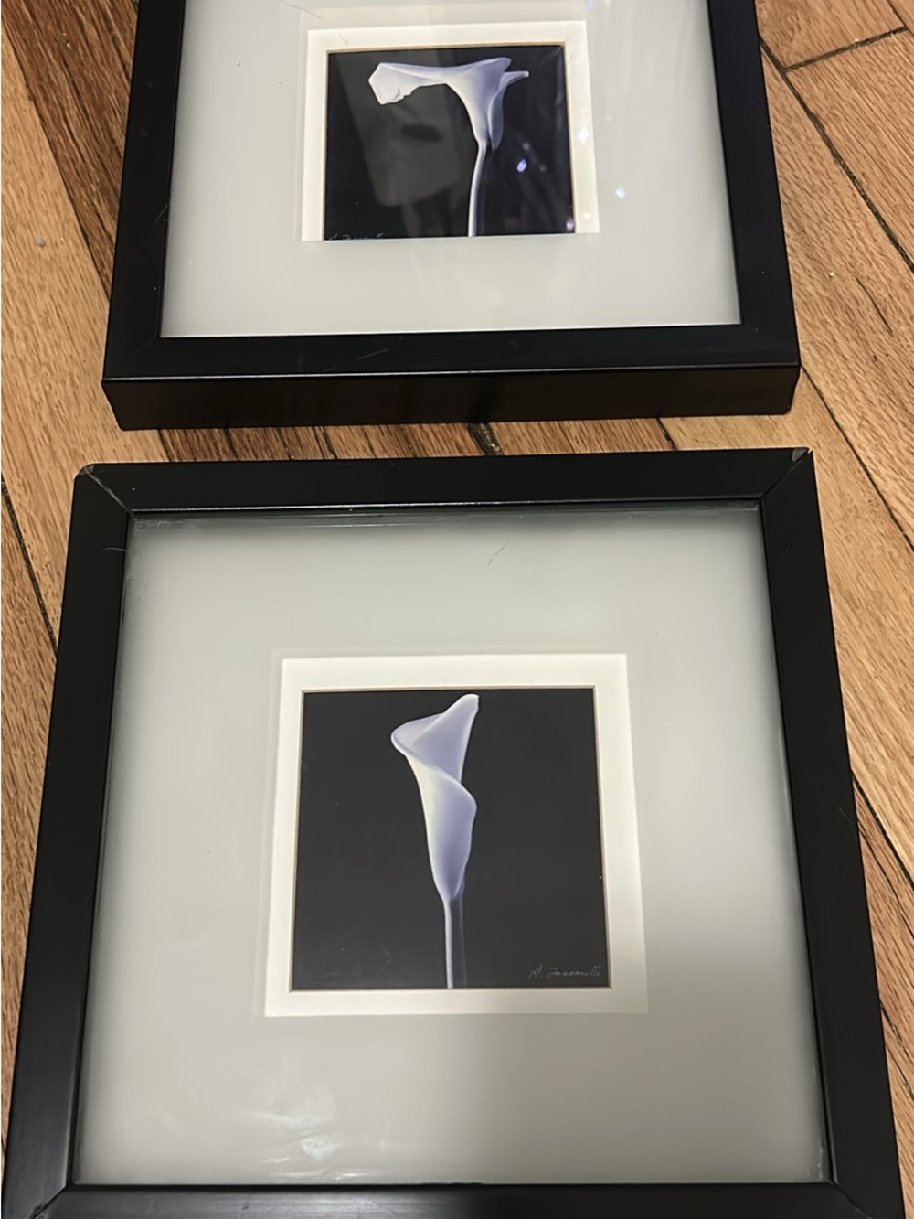 Black Framed Calla Lily Wall Art - Daniel Tocconelli